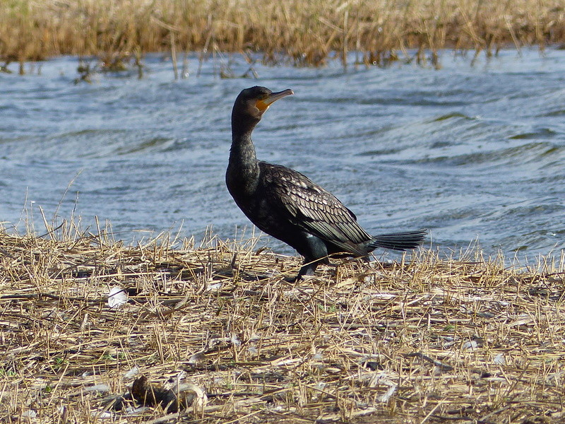 Grands cormorans à Terres d'oiseaux Copie_30