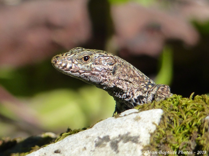 Lézard des murailles Copie_50