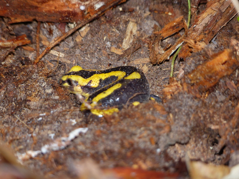 Salamandre tachetée (Salamandra salamandra) P1820311