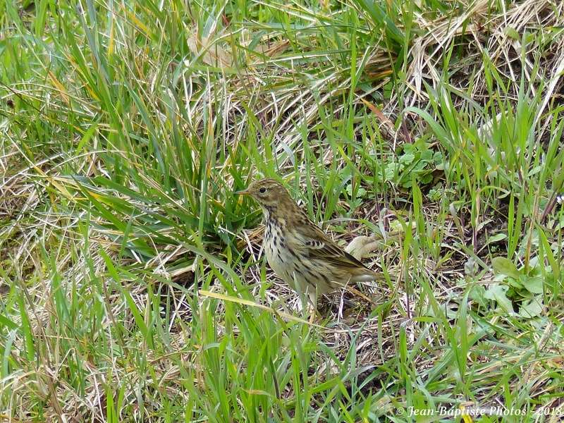 Pipit Farlouse - mon premier ! P1880813