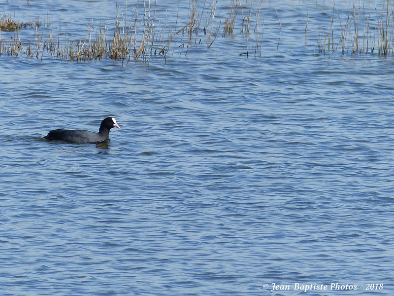 Sortie à Terres d'Oiseaux ce 13 Avril 2018  P1910614