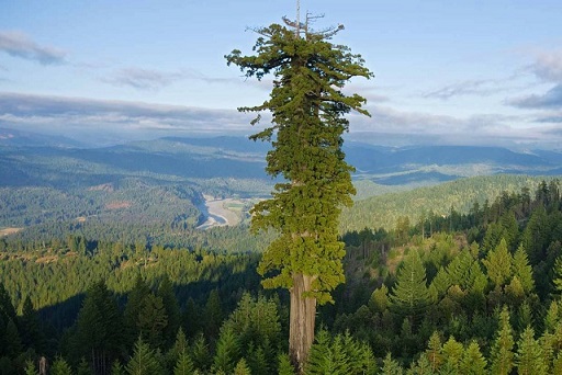صور اطول شجرة في العالم 323