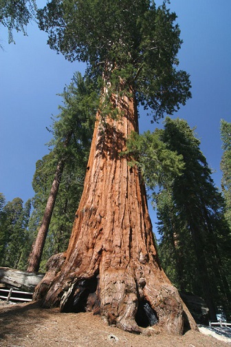 صور اطول شجرة في العالم 520