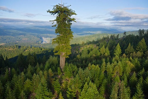 صور اطول شجرة في العالم 620