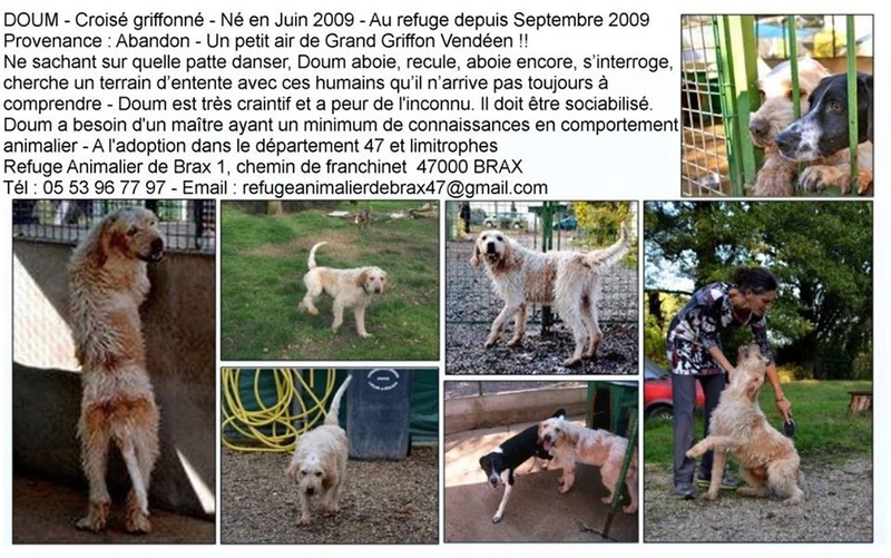 DOUM - griffon vendeen 9 ans (depuis chiot au refuge) - Refuge Animalier de Brax (47) 47064310