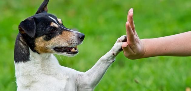 هواة تربية الكلاب معرضون للإصابة بفقدان البصر 33310