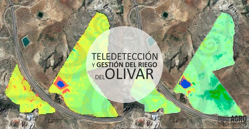 Teledetección y Gestión del Riego del Olivar Portad10