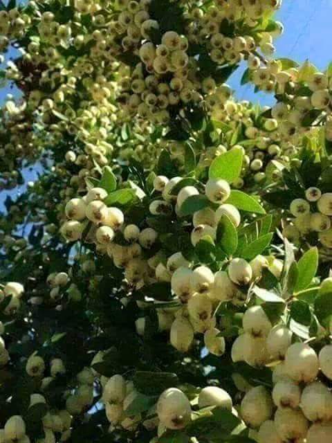 صورة لشجرة الجوافة Fb_img11