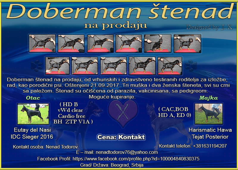 Doberman tenad na prodaju Doberm10