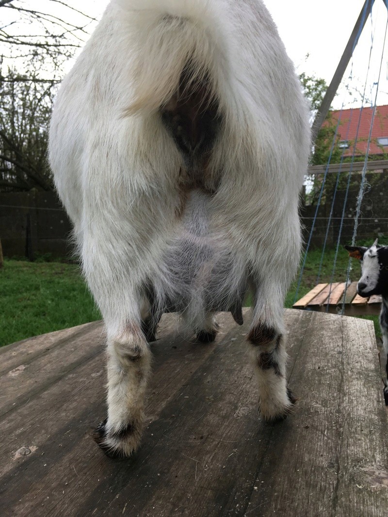 Gestation de Lola Img_5610