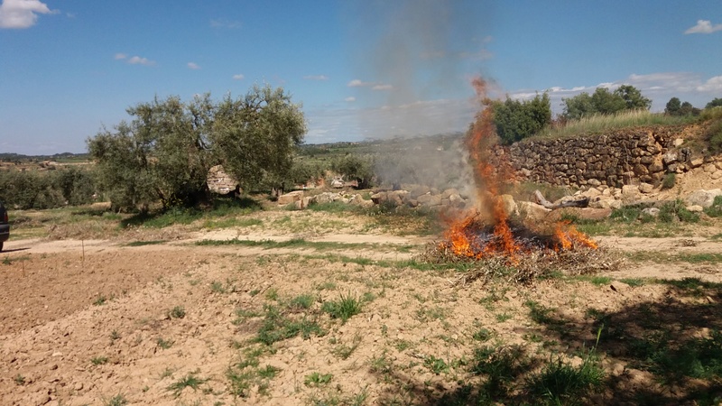 cosecha 2018-19 Img-2013