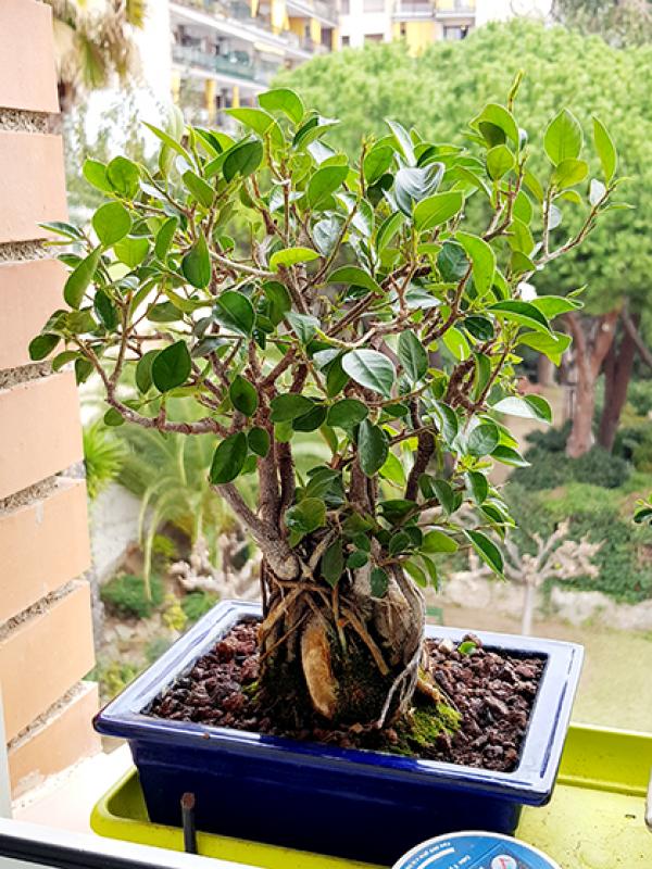 ficus - Hojas Amarillas en Ficus Retusa 20171111