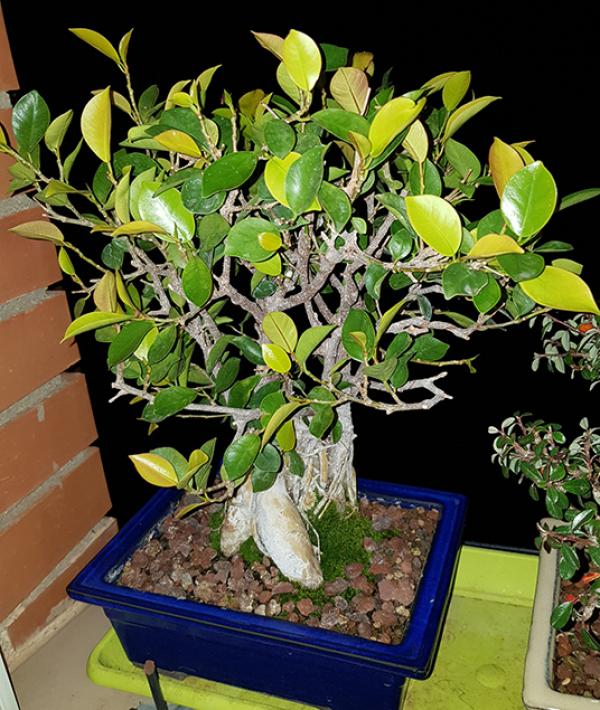 ficus - Hojas Amarillas en Ficus Retusa 20180313