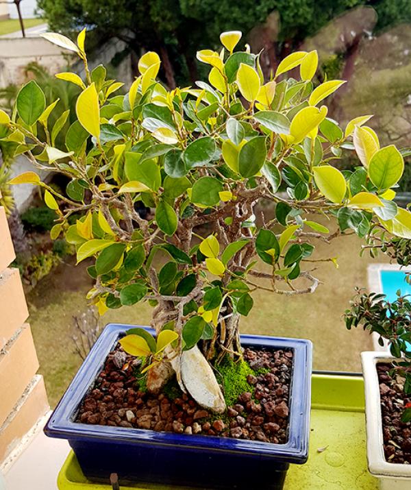 ficus - Hojas Amarillas en Ficus Retusa 20180314