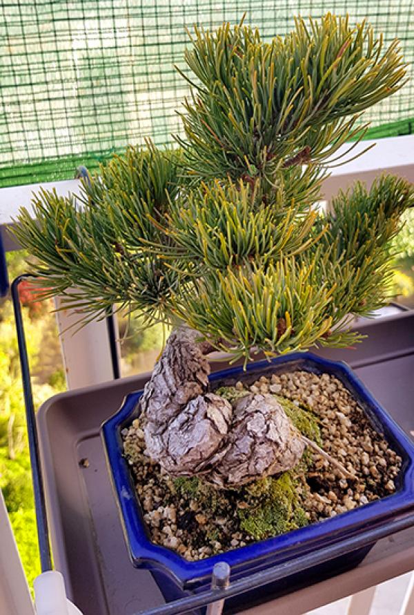 Pinus pentaphylla con problemas? 20180411