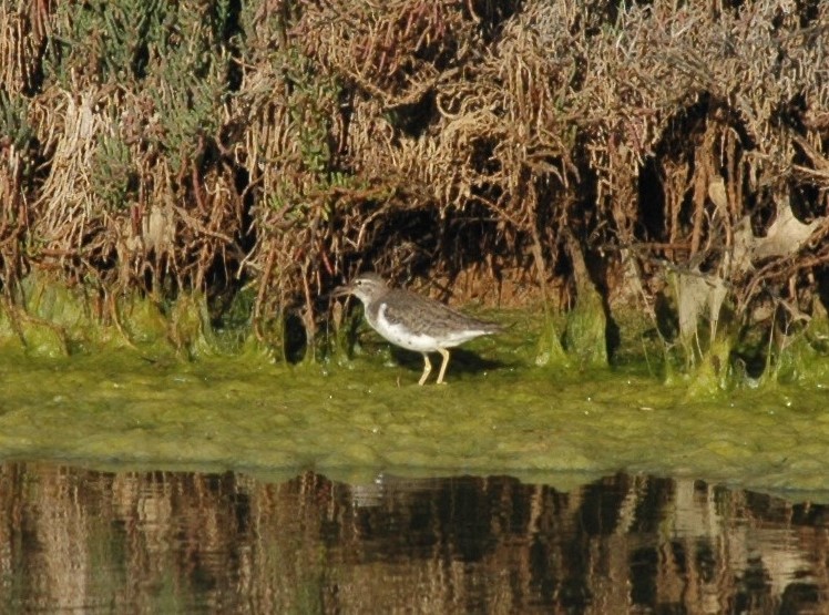 Confirmação de ID - Actitis macularius - Salinas de Olhão - 30 março 2018 Dsc_5211