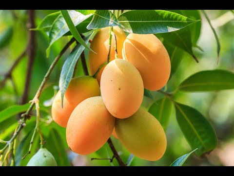 فاكهة المانجو او المانجة Hqdefa10