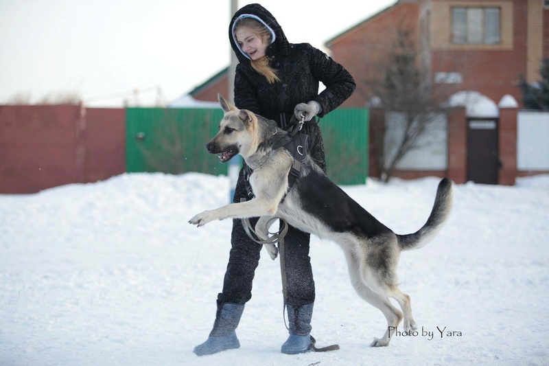 веолар larina20081976 mail ru - ВОСТОЧНО-ЕВРОПЕЙСКАЯ ОВЧАРКА ВЕОЛАР ВЕСТА - Страница 9 B10e1a10