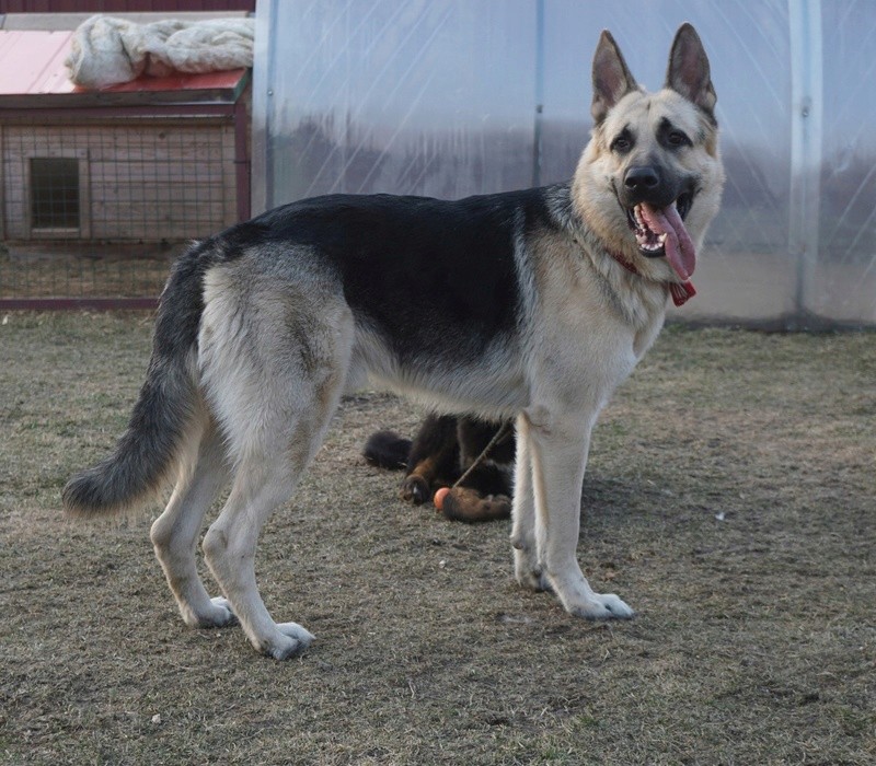 веолар larina20081976 mail ru - ВОСТОЧНО-ЕВРОПЕЙСКАЯ ОВЧАРКА ВЕОЛАР БУМЕР Dsc00010