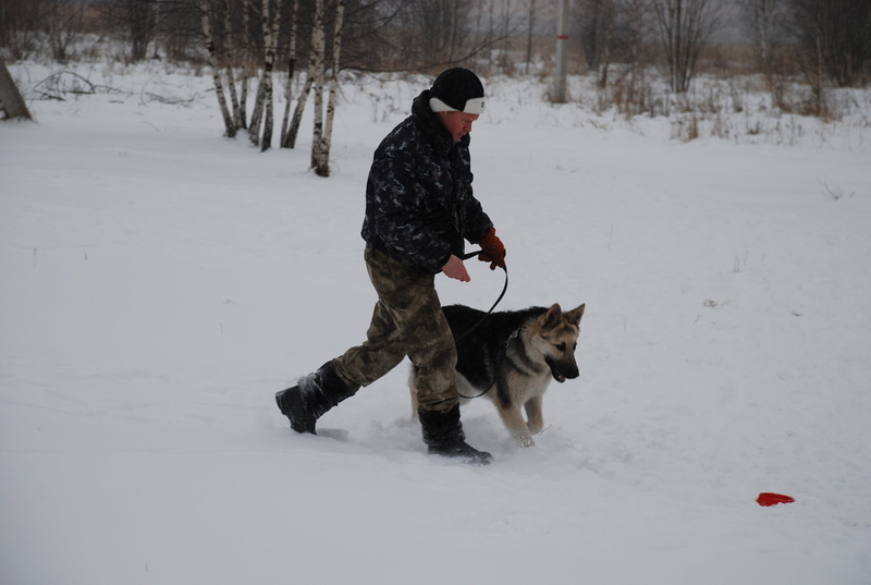 веолар larina20081976 mail ru - ВОСТОЧНО-ЕВРОПЕЙСКАЯ ОВЧАРКА ВЕОЛАР КАРАЙ - Страница 2 Dsc_2410