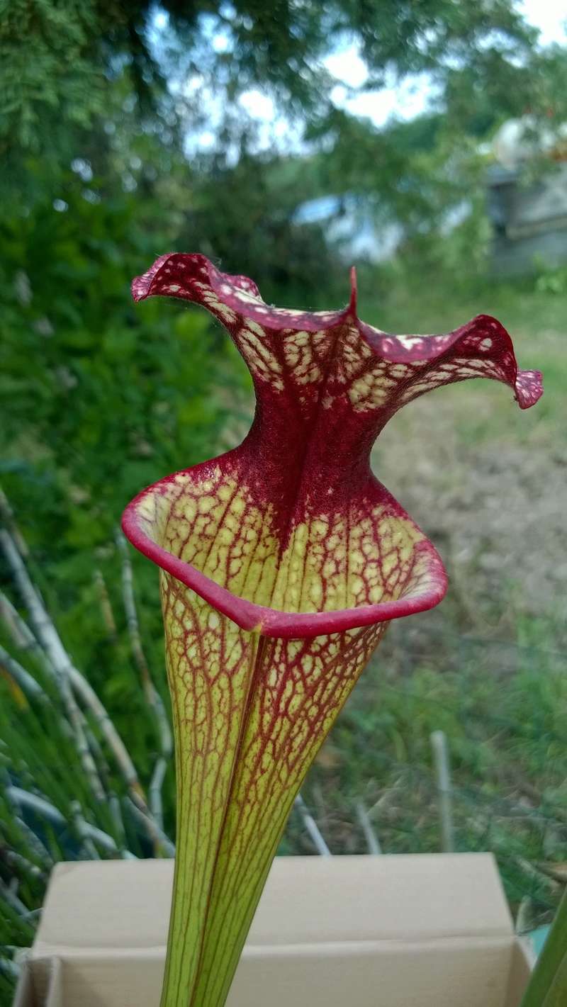 Mes Sarracenia en 2018 - Page 2 Wp_20189