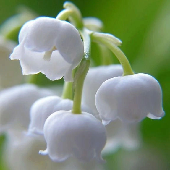 10 loài hoa được mệnh danh là đẹp nhất thế giới Hoa-de18