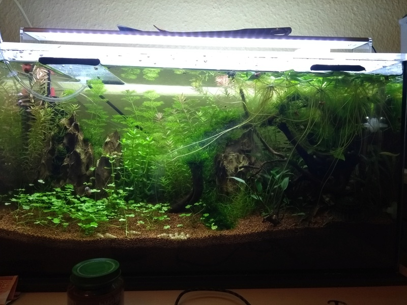 projet 45 litres - Page 3 15183710