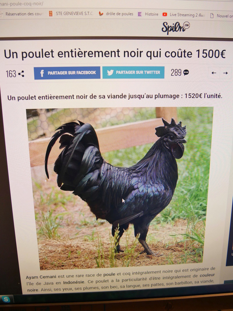 Achat de nouvelle poule  00212