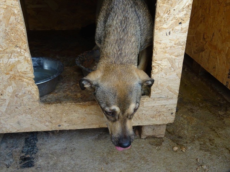 DAGMAR, X née 2016 (TAMARA FOURRIERE) très sympa Reserve Allemagne 20785711
