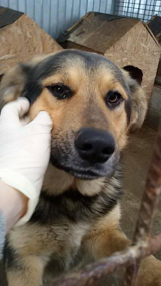 LUDWIG, XBA, né 2016 (FOURRIERE PIATRA) reserve Roumanie 27067710