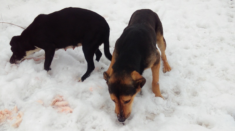 LOKI, XBA, né 2015 (A LA RUE PIATRA) GENTIL LOULOU INTELLIGENT Imag2311