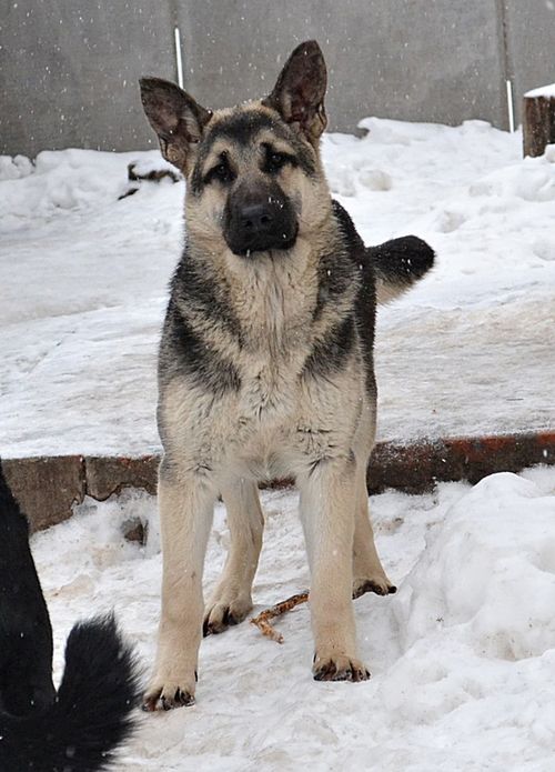 Делли Вом Истхаус (Харьков) Dsc_0715