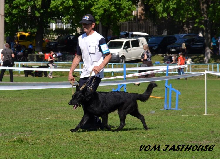  Всепородная  выставка   собак  САС-UA "День Победы  2013 Dsc_1013