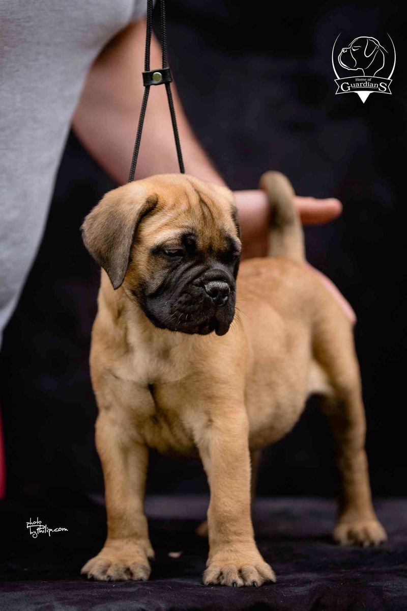 Na prodaju stenad bullmastiff-a 213