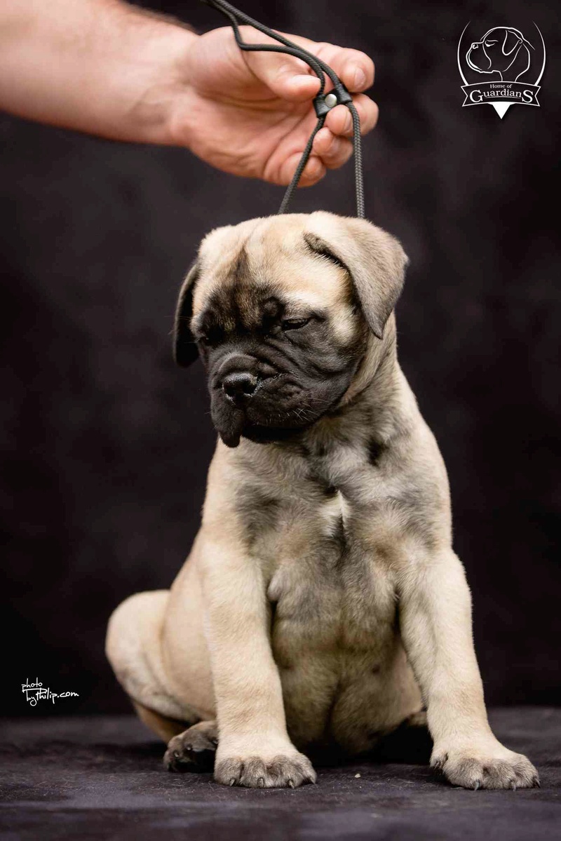 Na prodaju stenad bullmastiff-a 412