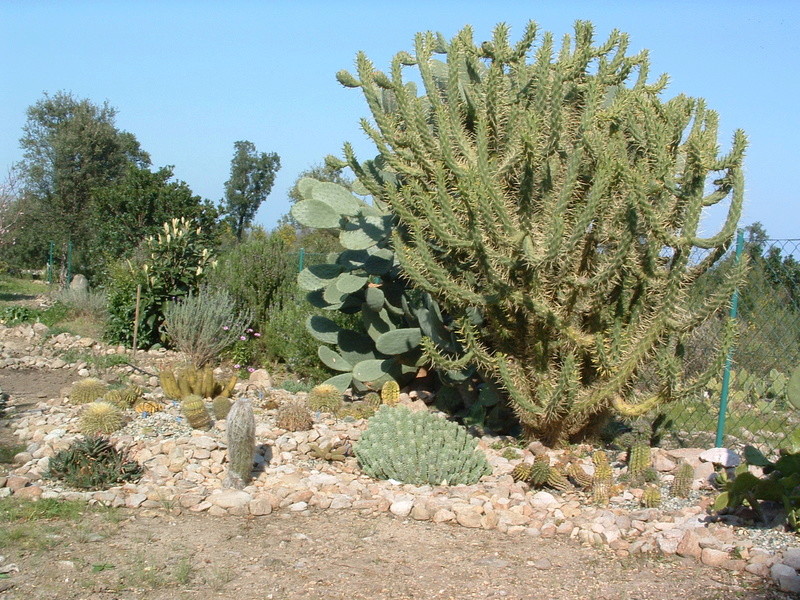 Aus einer Wüste entsteht ein Exotengarten - Seite 2 Dscf0010