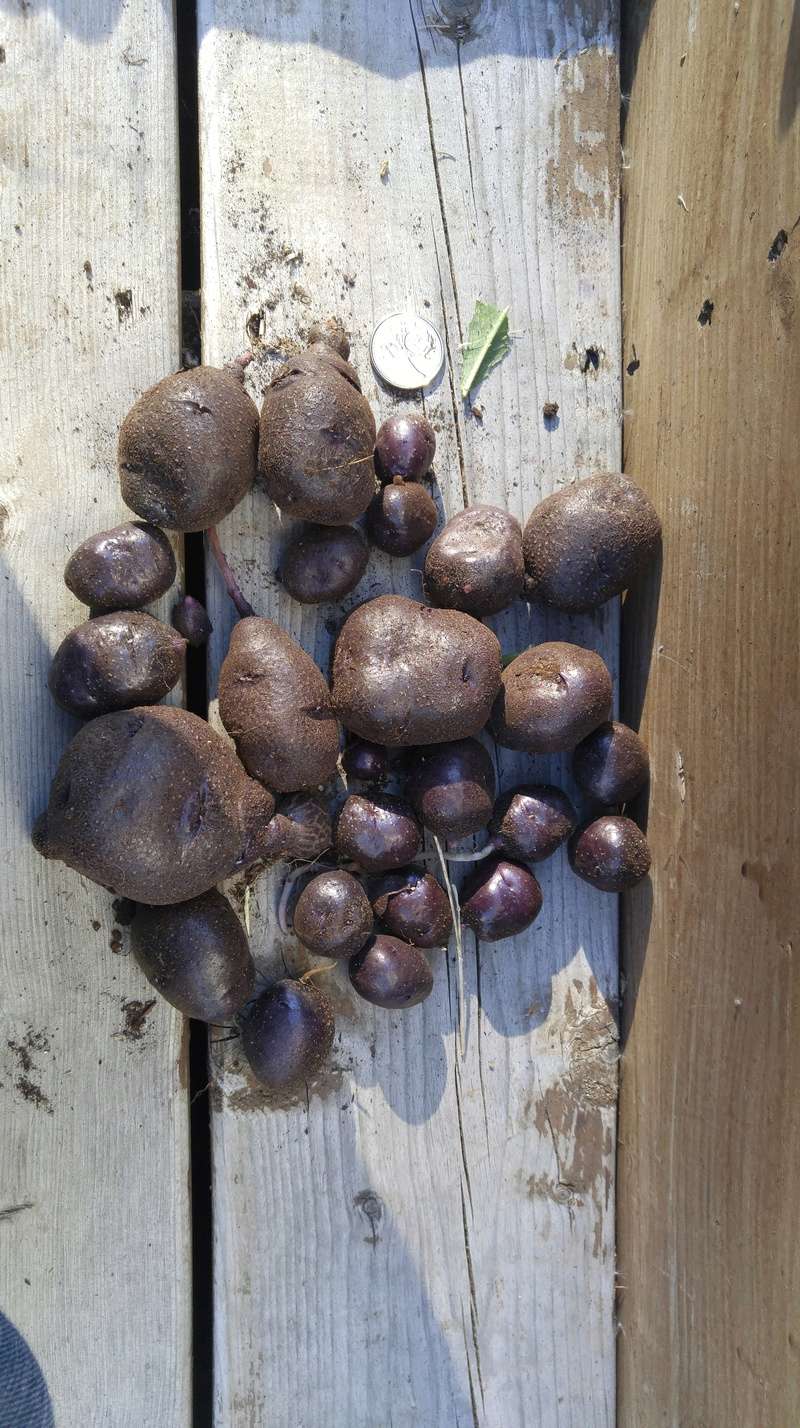 potato - Potato growing - Page 3 20171010