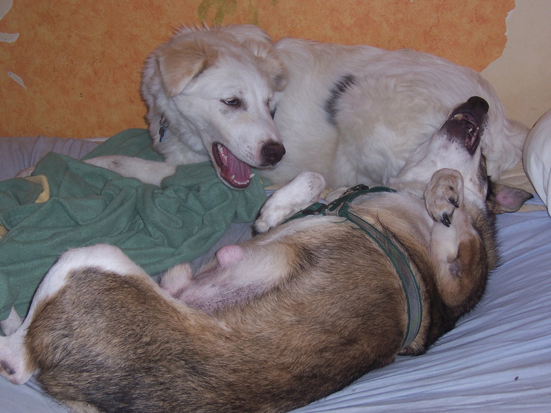 PADOC - chien âgé, né environ juillet 2008, amical et sociable, taille moyenne (Pascani) adopté par Séverine (93) - décédé - Page 2 100_2619
