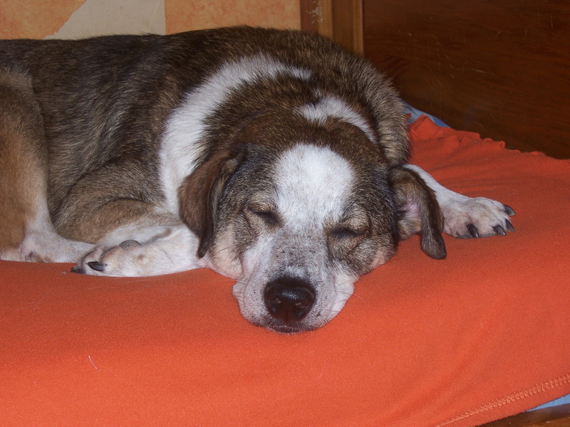 PADOC - chien âgé, né environ juillet 2008, amical et sociable, taille moyenne (Pascani) adopté par Séverine (93) - décédé - Page 2 100_2913