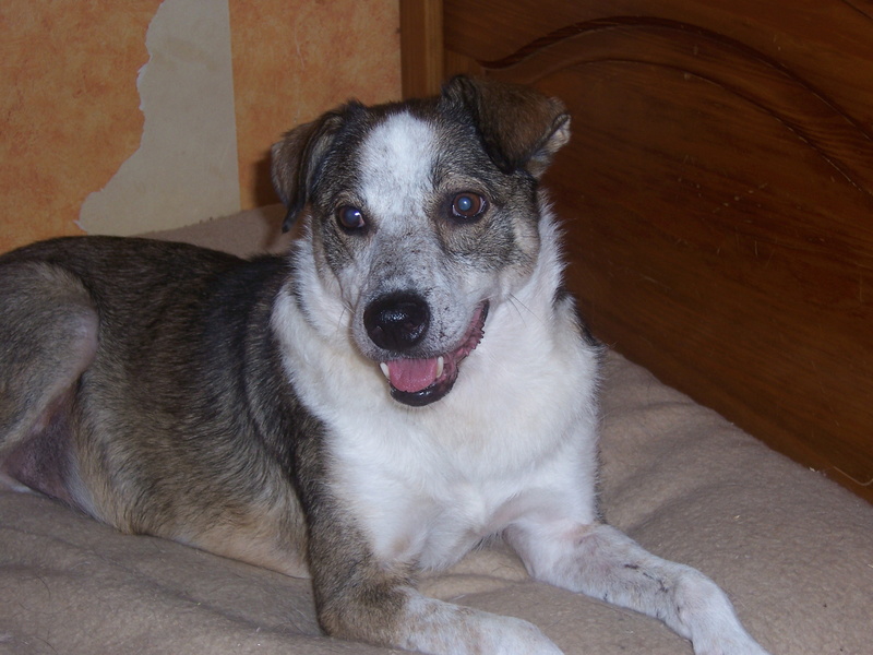 PADOC - chien âgé, né environ juillet 2008, amical et sociable, taille moyenne (Pascani) adopté par Séverine (93) - décédé - Page 2 100_3011