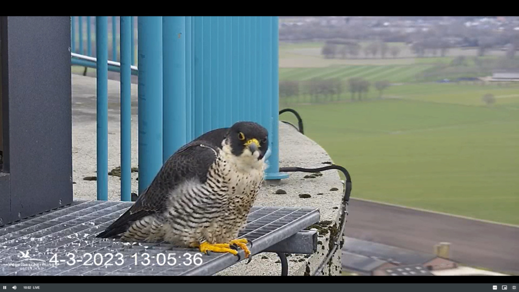 screenshots va 2 maart 2023 © VWGGemert/Vogelbescherming Nederland - Pagina 2 2023-039