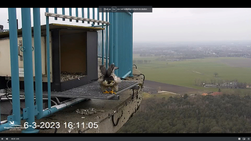 screenshots va 2 maart 2023 © VWGGemert/Vogelbescherming Nederland - Pagina 4 2023-078