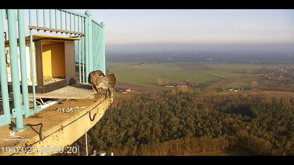 screenshots va 2 maart 2023 © VWGGemert/Vogelbescherming Nederland - Pagina 19 2023-447