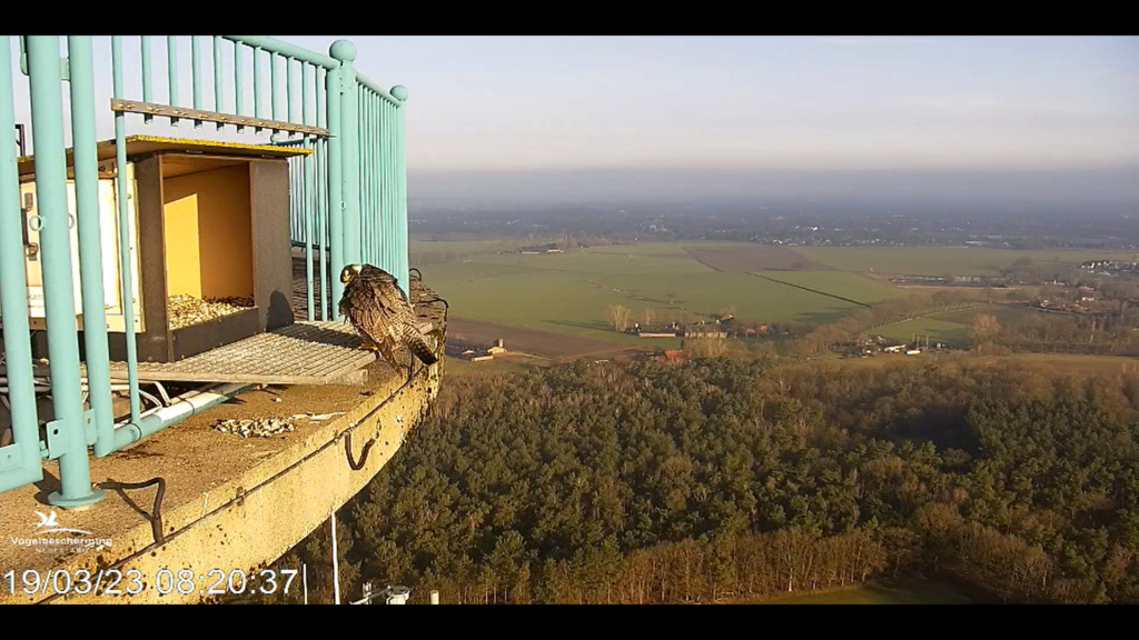 screenshots va 2 maart 2023 © VWGGemert/Vogelbescherming Nederland - Pagina 19 2023-448