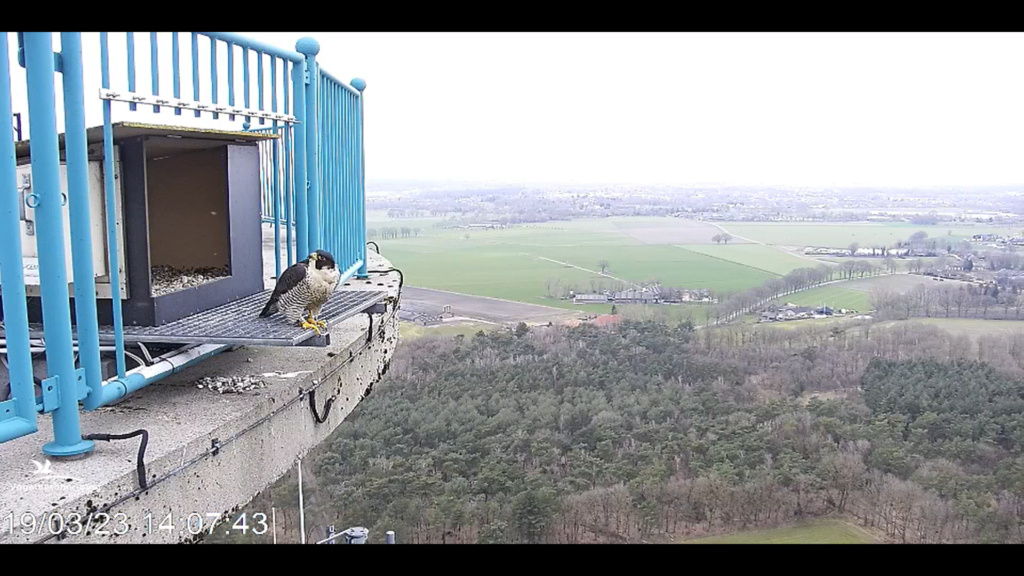 screenshots va 2 maart 2023 © VWGGemert/Vogelbescherming Nederland - Pagina 20 2023-459