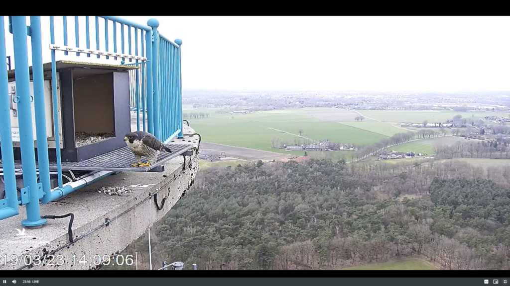 screenshots va 2 maart 2023 © VWGGemert/Vogelbescherming Nederland - Pagina 20 2023-460