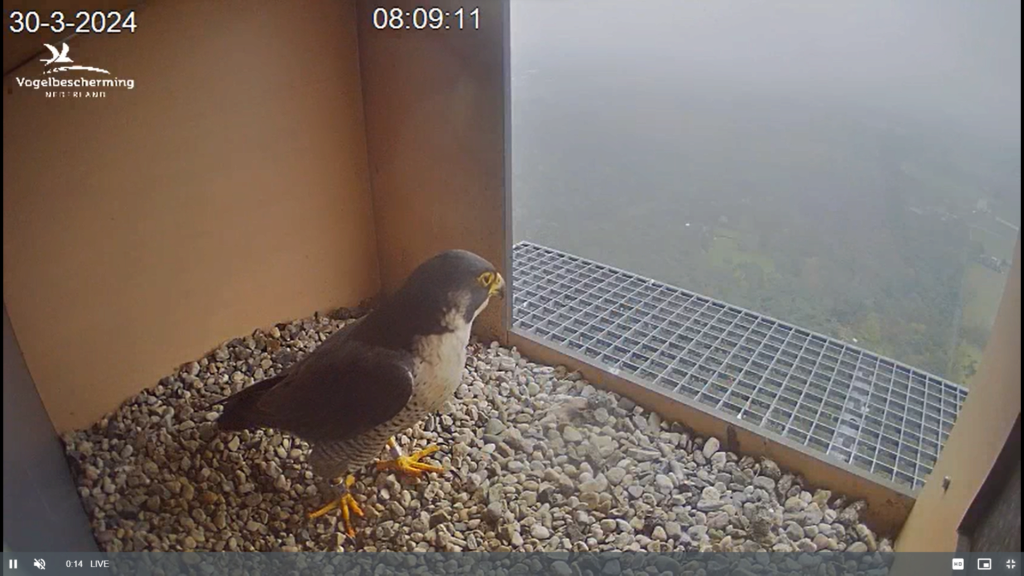 screenshots VWGGemert/Vogelbescherming Nederland. - Pagina 34 Scher236