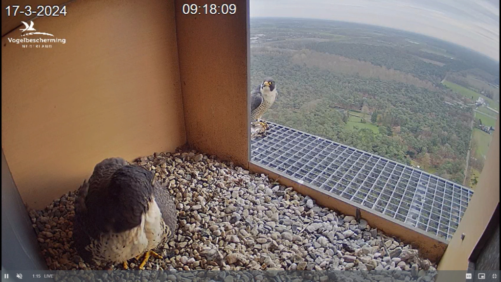 screenshots VWGGemert/Vogelbescherming Nederland. - Pagina 12 Scher257