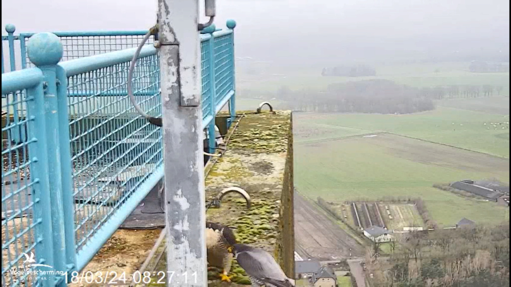 screenshots VWGGemert/Vogelbescherming Nederland. - Pagina 14 Scher302