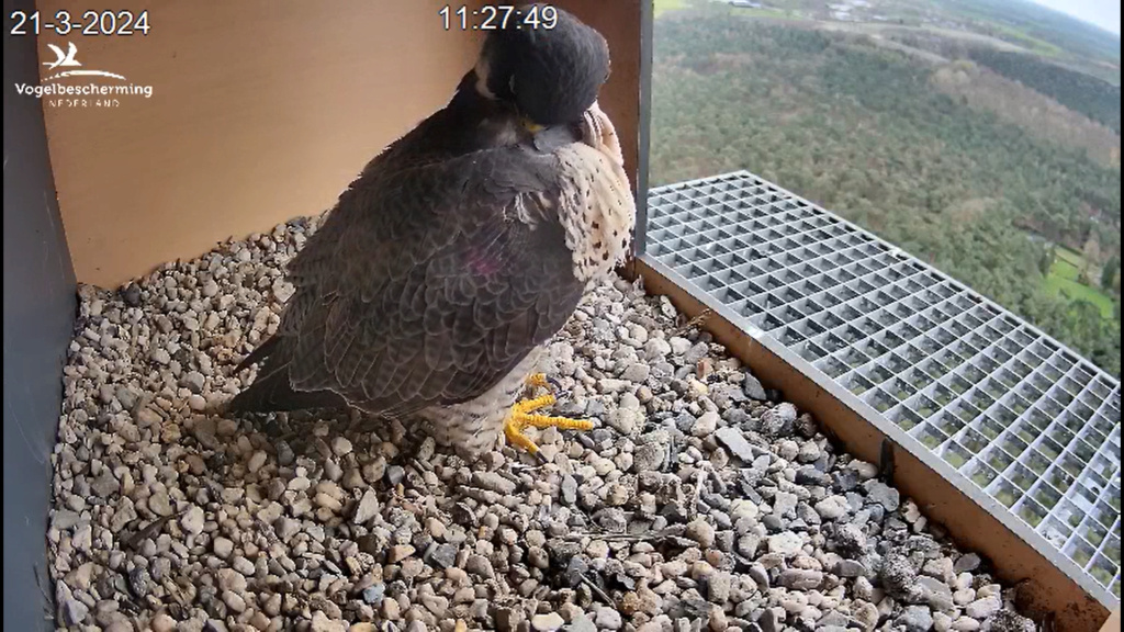 screenshots VWGGemert/Vogelbescherming Nederland. - Pagina 18 Scher373